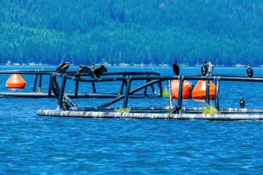 The great cormorant, Phalacrocorax carbo, known as the great black cormorant, in a river