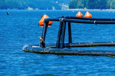 The great cormorant, Phalacrocorax carbo, known as the great black cormorant, in a river