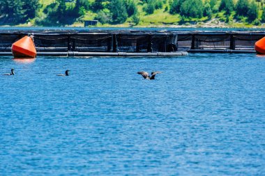 The great cormorant, Phalacrocorax carbo, known as the great black cormorant, in a river