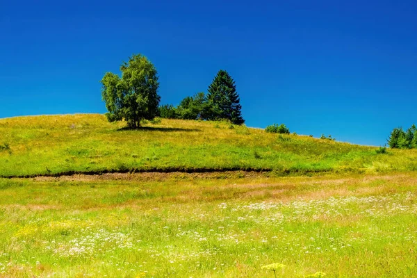 Yeşil Tarlaların Yaz Manzarası Bulutlu Mavi Gökyüzü — Stok fotoğraf