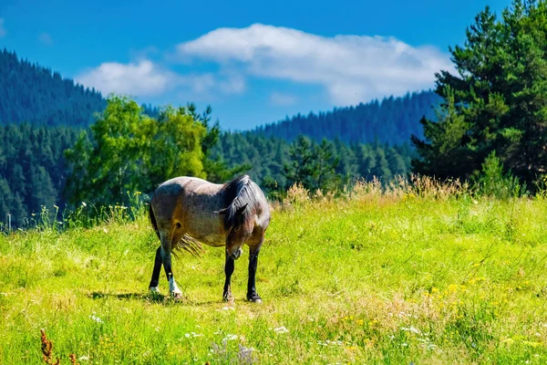 Cavalo Prado Verde Montanhas Com Céu Azul — Fotografia de Stock