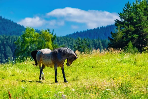 Cavalo Prado Verde Montanhas Com Céu Azul — Fotografia de Stock
