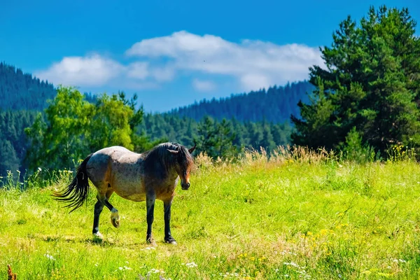 Cheval Dans Une Prairie Verdoyante Dans Les Montagnes Ciel Bleu — Photo