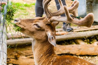 Doğada poz veren sevimli geyikler, vahşi hayvanlar.