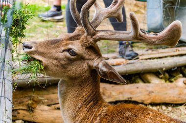 Doğada poz veren sevimli geyikler, vahşi hayvanlar.