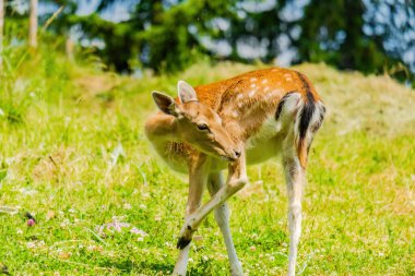 Doğada poz veren sevimli geyikler, vahşi hayvanlar.