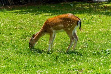 Doğada poz veren sevimli geyikler, vahşi hayvanlar.