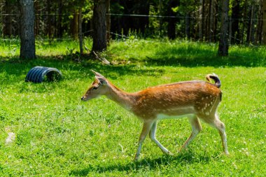 Doğada poz veren sevimli geyikler, vahşi hayvanlar.