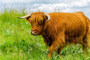 Kıllı inek doğaya yakın çekim, çiftlik hayvanları