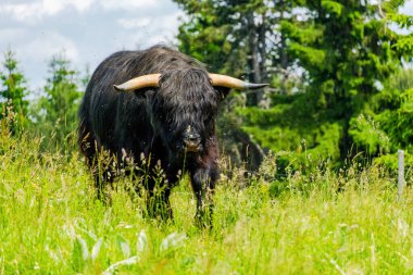 Kıllı inek doğaya yakın çekim, çiftlik hayvanları