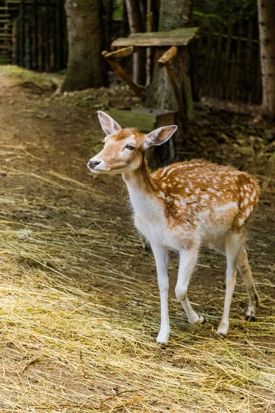 Cute deer posing in nature, wildlife animals