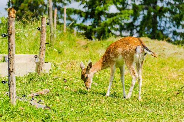 Cerf Mignon Posant Dans Nature Animaux Sauvages — Photo