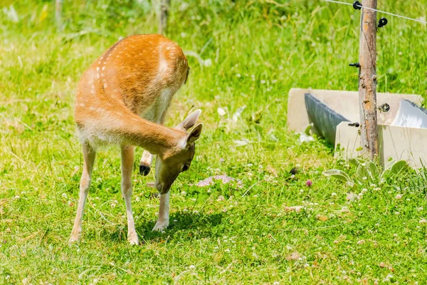 Cerf Mignon Posant Dans Nature Animaux Sauvages — Photo