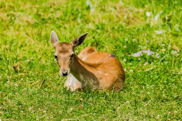 自然の中でポーズするかわいい鹿 野生動物 — ストック写真