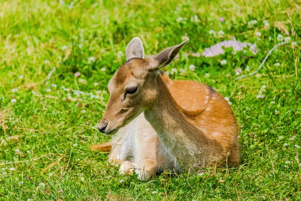 Cute deer posing in nature, wildlife animals