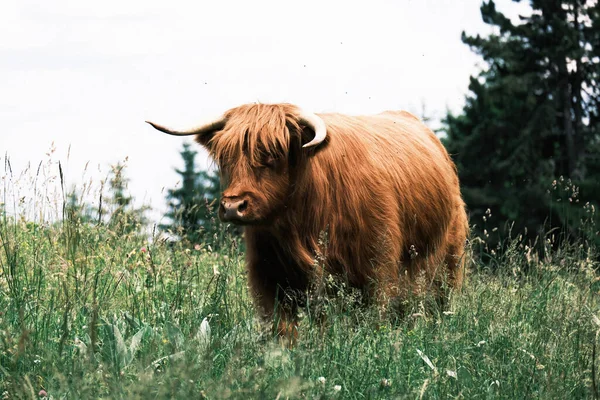 Haarige Kuh Nahaufnahme Der Natur Nutztiere — Stockfoto