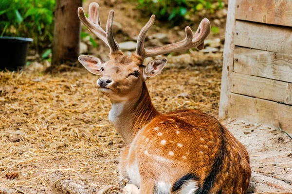 Cute Deer Posing Nature Wildlife Animals — Stock Photo, Image