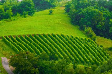 Üzüm bağları vadisinin yeşil tarlası