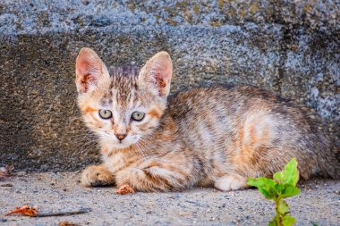 Sokak Kedisi, yakın portre, vahşi yaşam hayvanları, şehir kedisi