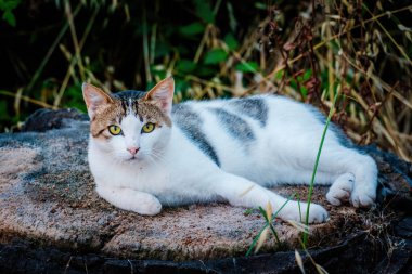 Sokak Kedisi, yakın portre, vahşi yaşam hayvanları, şehir kedisi