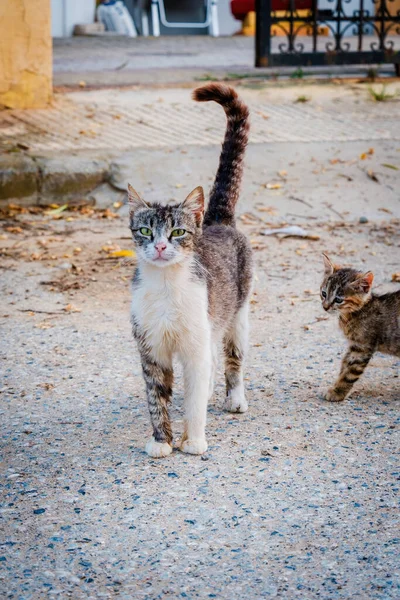 Street Cat Retrato Cercano Animales Salvajes Gato Urbano — Foto de Stock