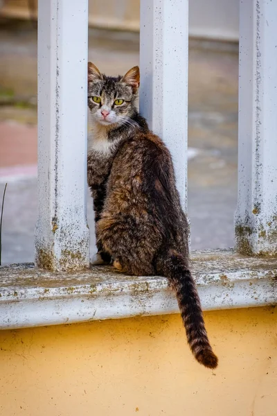 Sokak Kedisi Yakın Portre Vahşi Yaşam Hayvanları Şehir Kedisi — Stok fotoğraf