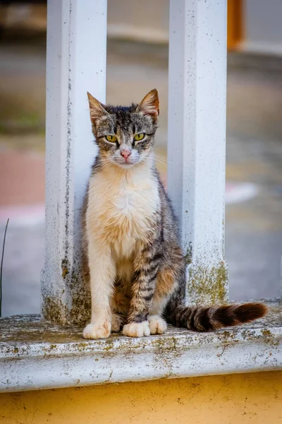 Street Cat Ritratto Ravvicinato Animali Della Fauna Selvatica Gatto Urbano — Foto Stock