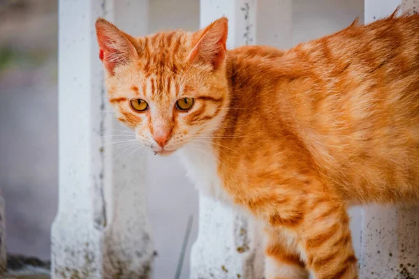 Street Cat Lähellä Muotokuva Villieläimet Urbaani Kissa — kuvapankkivalokuva
