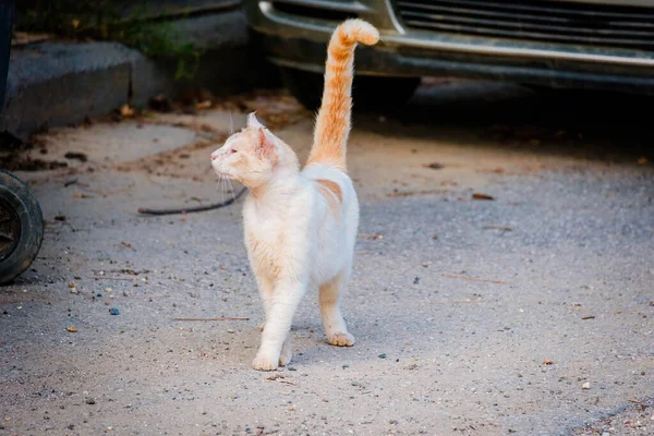 Street Cat Close Portrait Dieren Het Wild Stedelijke Kat — Stockfoto