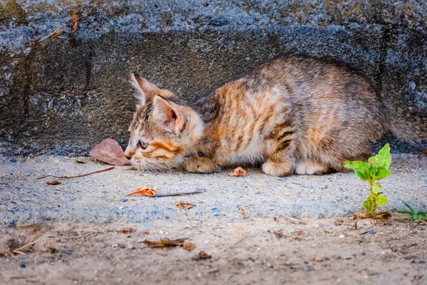 Вулична Кішка Портрет Тварини Дикої Природи Міська Кішка — стокове фото