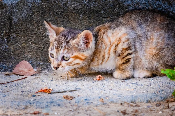 Street Cat Close Portrait Dieren Het Wild Stedelijke Kat — Stockfoto