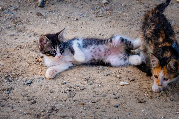 Street Cat Близкий Портрет Дикие Животные Городская Кошка — стоковое фото