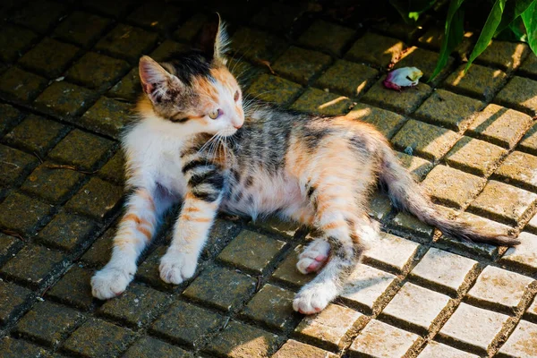 Street Cat Bliski Portret Zwierzęta Dzikie Miejski Kot — Zdjęcie stockowe