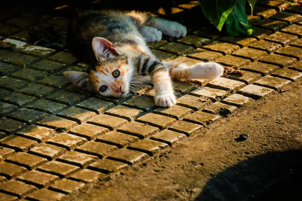 Sokak Kedisi Yakın Portre Vahşi Yaşam Hayvanları Şehir Kedisi — Stok fotoğraf