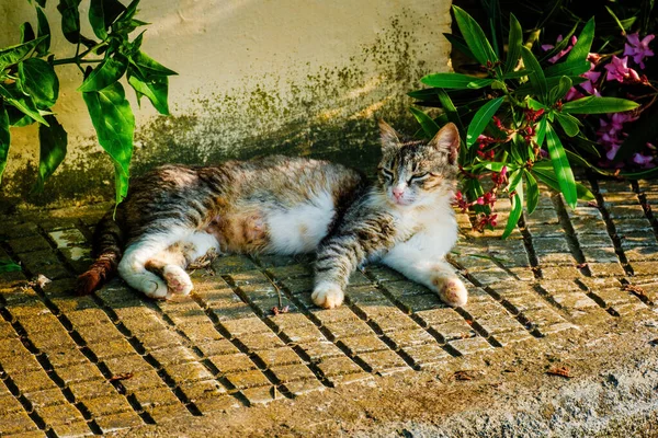 Вулична Кішка Портрет Тварини Дикої Природи Міська Кішка — стокове фото