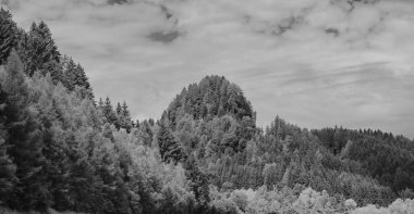Gökyüzünde ağaçlar ve bulutlar olan kırsaldan manzaralı bir yaz manzarası