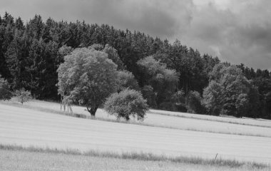 Gökyüzünde ağaçlar ve bulutlar olan kırsaldan manzaralı bir yaz manzarası