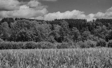 Gökyüzünde ağaçlar ve bulutlar olan kırsaldan manzaralı bir yaz manzarası
