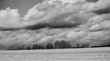 Gökyüzünde ağaçlar ve bulutlar olan kırsaldan manzaralı bir yaz manzarası