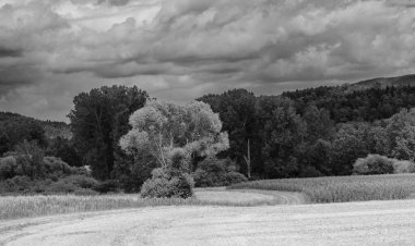 Gökyüzünde ağaçlar ve bulutlar olan kırsaldan manzaralı bir yaz manzarası