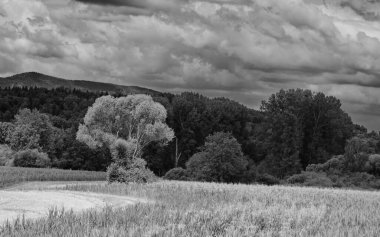 Gökyüzünde ağaçlar ve bulutlar olan kırsaldan manzaralı bir yaz manzarası