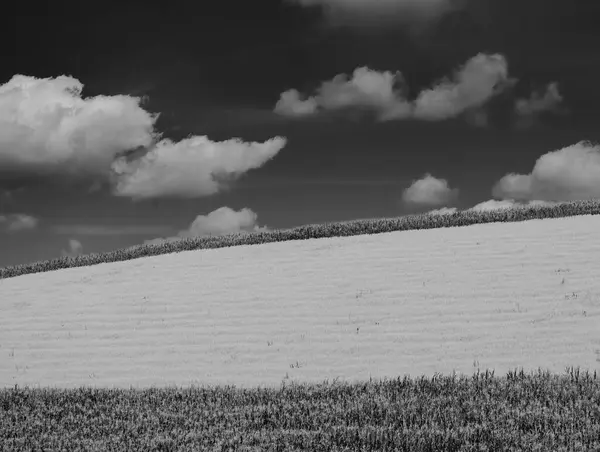 Naturskön Sommarutsikt Från Landsbygden Med Träd Och Moln Himlen — Stockfoto