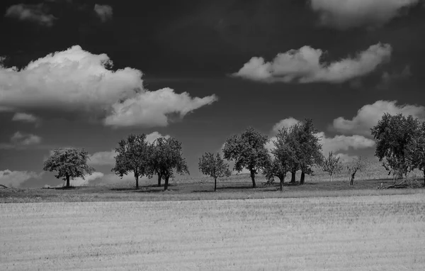 Naturskön Sommarutsikt Från Landsbygden Med Träd Och Moln Himlen — Stockfoto