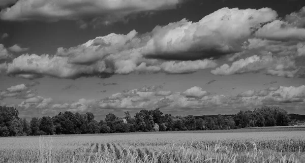 Vista Panorámica Del Verano Desde Campo Con Árboles Nubes Cielo —  Fotos de Stock