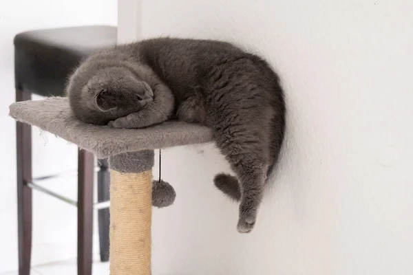 Grey British Short Hair Cat Portrait Sleeping — Stock Photo, Image