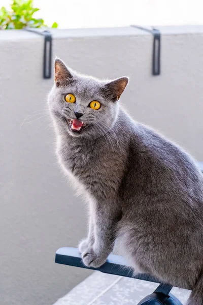 Gri Ngiliz Kısa Saçlı Kedi Portresi Neşeli Havasında — Stok fotoğraf