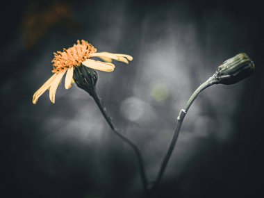 Bahçeden çiçek açan, sanat geçmişi olan, çiçekli.