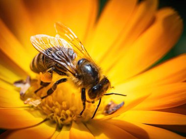 Polen toplayan arıyı yakından çek