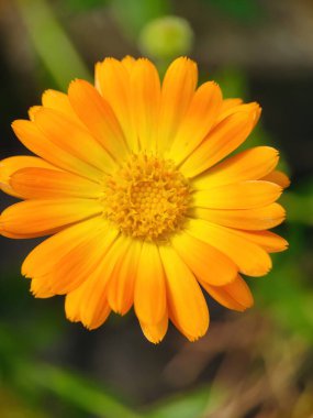 Bahçeden gelen çiçek tozu polenle doludur.