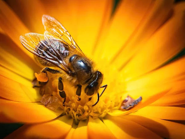 Крупным Планом Пчелы Собирающей Пыльцу — стоковое фото